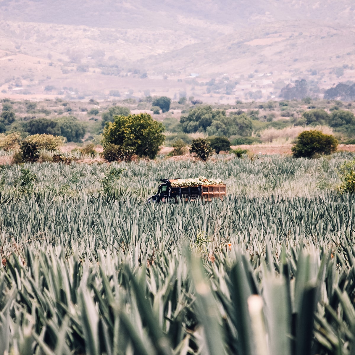 campo-cultivo